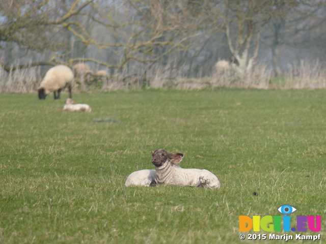 FZ012189 Lambs